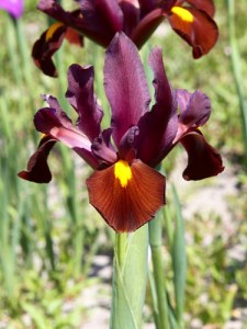 Iris holl Red Ember.jpg